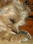image of norfolk_terrier