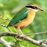 image of indian_pitta #11