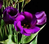 image of flower