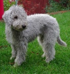 image of bedlington_terrier