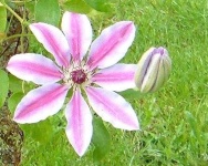 image of clematis #0