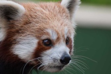 image of animal