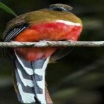 image of red_naped_trogon #27