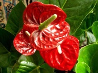 image of anthurium #30