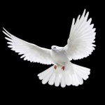 image of dove