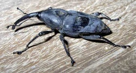 image of weevil