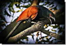 image of coucal #28