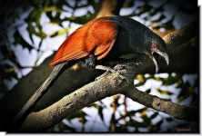 image of coucal