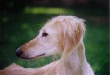 image of saluki