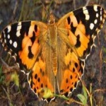 image of animal