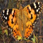 image of painted_butterfly #24