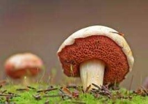 image of mushrooms