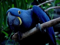 image of macaw