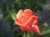 image of rose #17