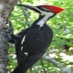 image of red_headed_woodpecker #16