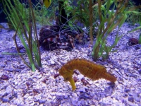 image of seahorse #15