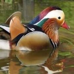 image of bird
