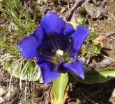 image of flower