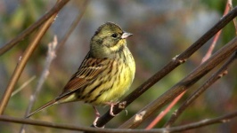 image of animal