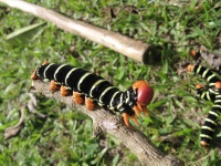 image of animal