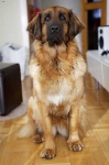 image of animal