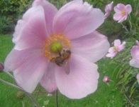 image of flower