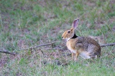 image of hare