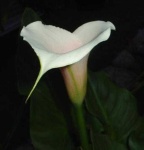 image of giant_white_arum_lily #42