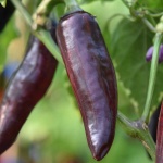 image of fruit_and_vegetable