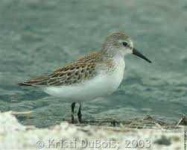 image of sandpiper #45