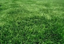 image of grass