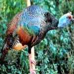 image of bird