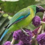 image of bird
