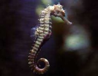 image of animal