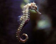 image of seahorse #14