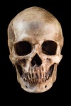 image of skull
