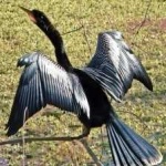 image of bird