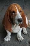 image of animal