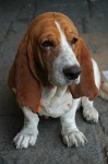 image of basset_hound #26