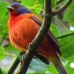 image of bird