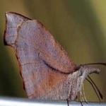 image of animal