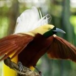 image of bird