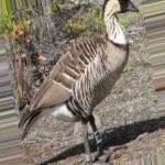 image of bird