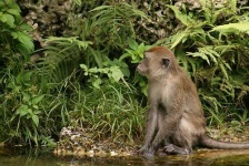 image of spider_monkey