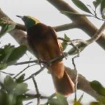 image of bird