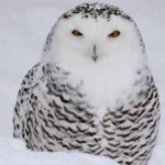 image of bird