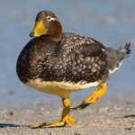 image of bird