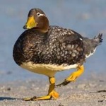 image of steamer_duck #9