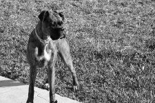 image of boxer