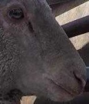 image of animal